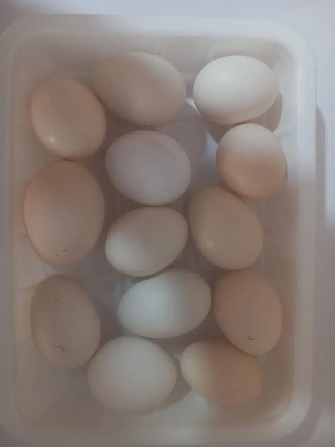 تخم مرغ نطفه دار نژاد گلین چهل تاج|حیوانات مزرعه|هشتگرد, هیو|دیوار