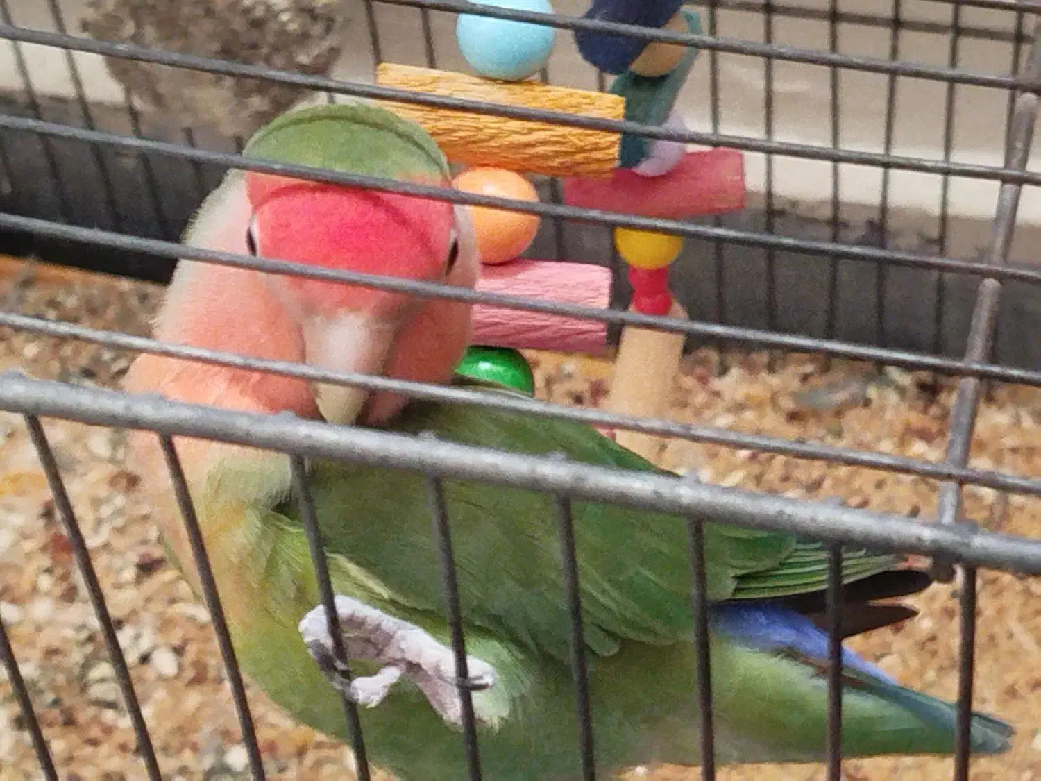 طوطی برزیلی|پرنده|همدان, |دیوار