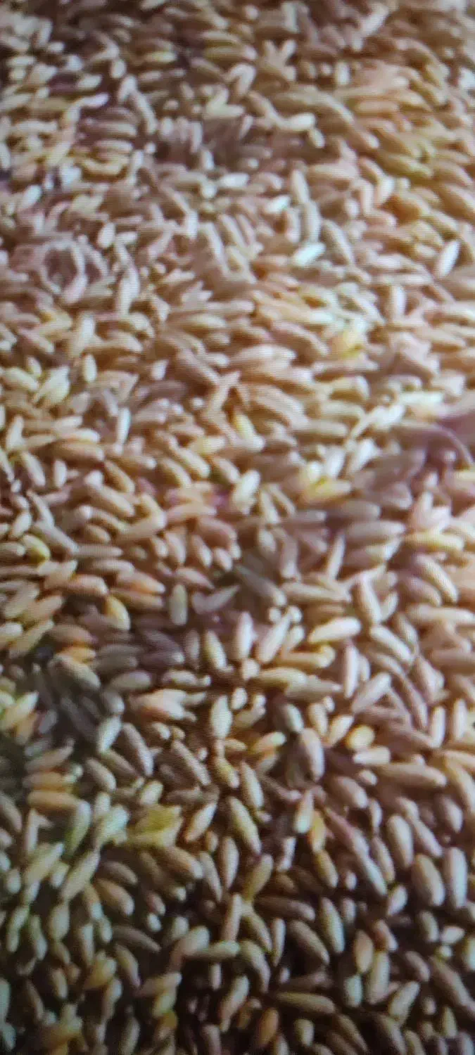 بلوط|لوازم جانبی حیوانات|بانه, |دیوار