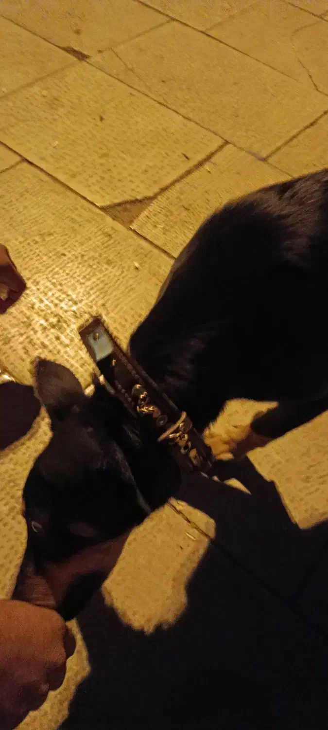 گمشده سگ دوبرمن دورگه مژدگانی|سگ|کرمانشاه, |دیوار