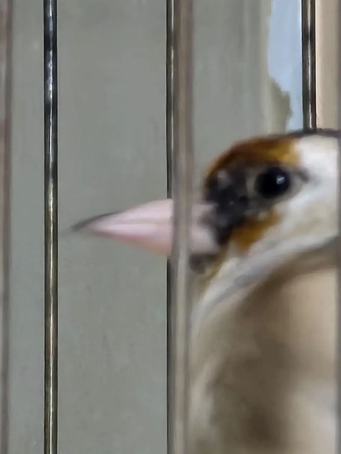 ماده سهره جفتی داغسر|پرنده|دزفول, |دیوار