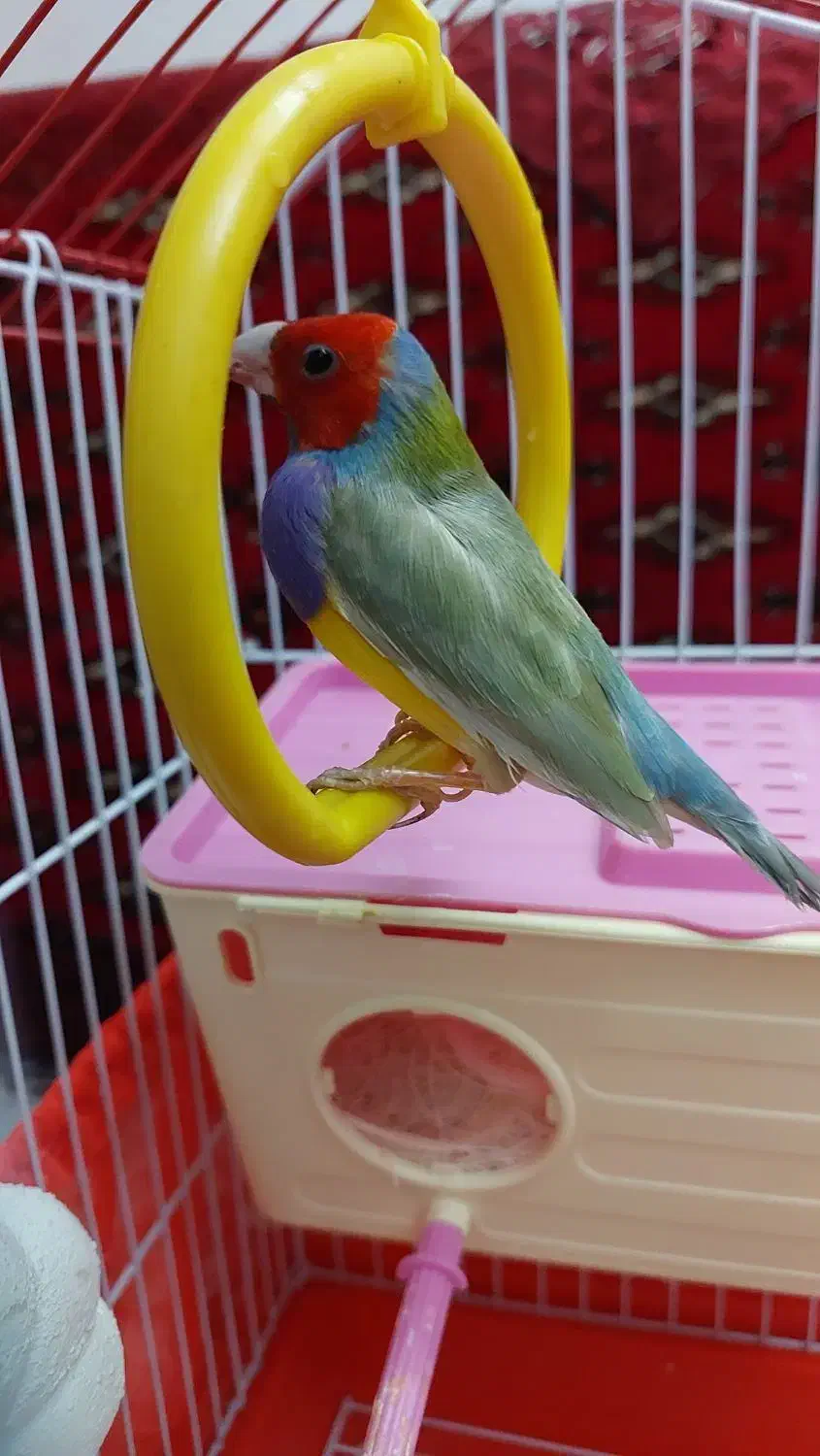 فنچ گلدین|پرنده|تهران, ارامنه|دیوار