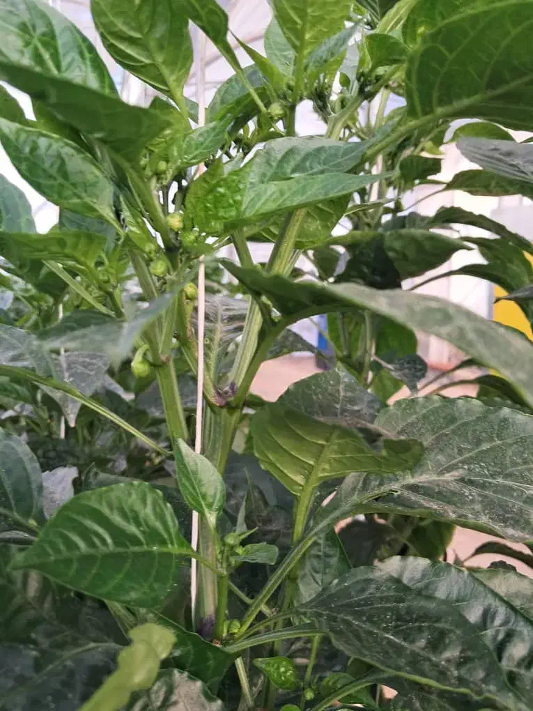 گلخانه اتباع|استخدام سرایداری و نظافت|اراک, |دیوار