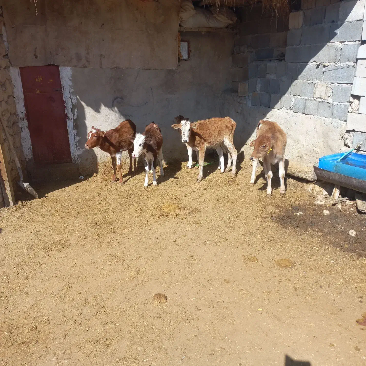 گاو وگوساله|حیوانات مزرعه|ابرکوه, |دیوار