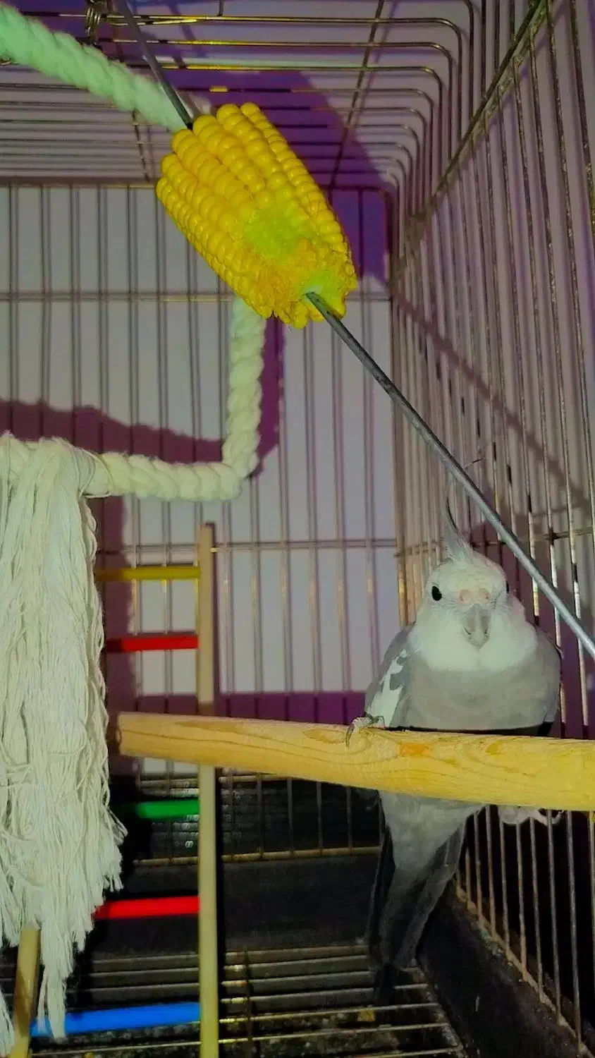 عروس هلندی نر با قفس|پرنده|هشتگرد, هشتگرد قدیم|دیوار