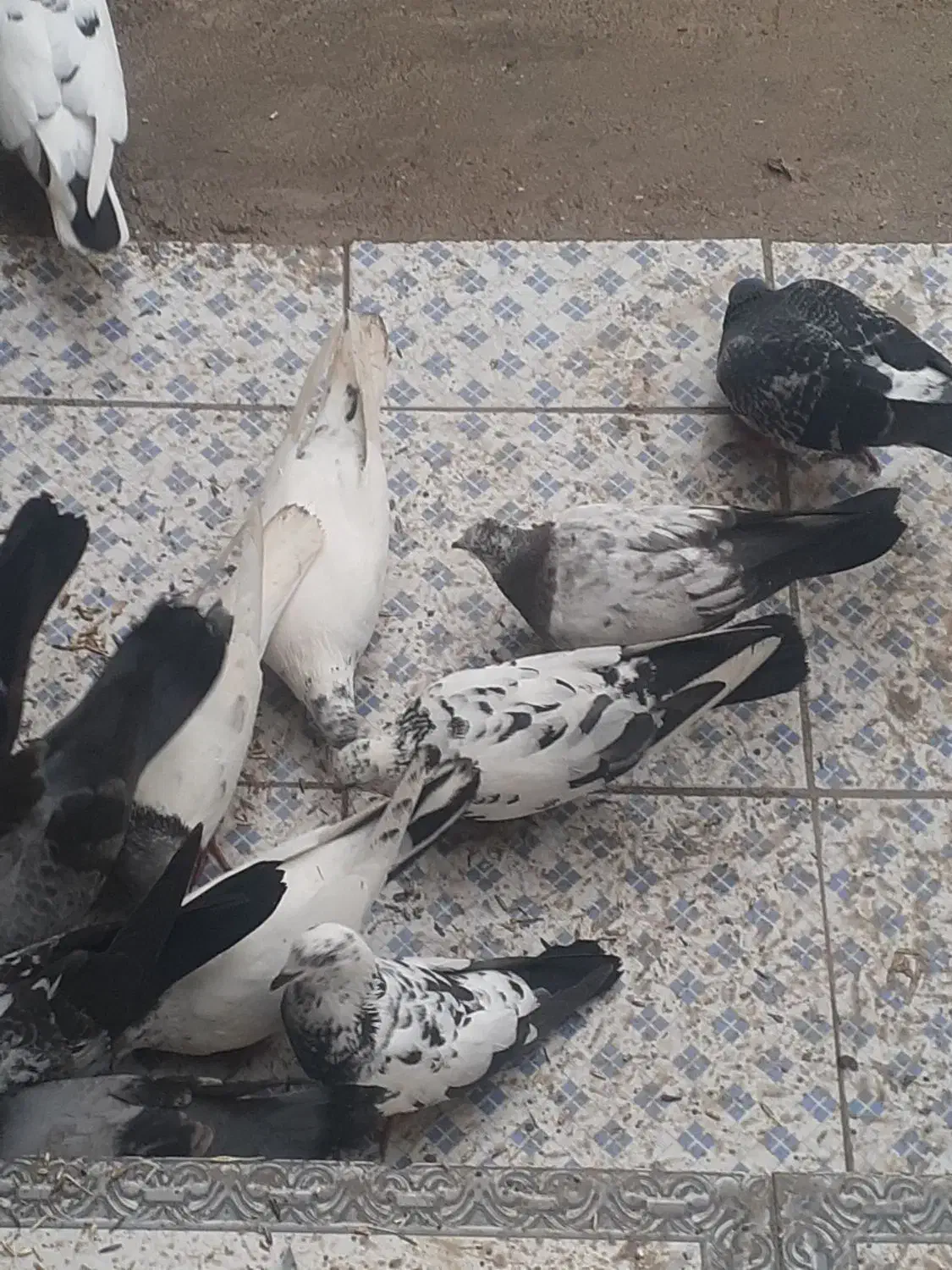 کبوتر|پرنده|شادگان, |دیوار