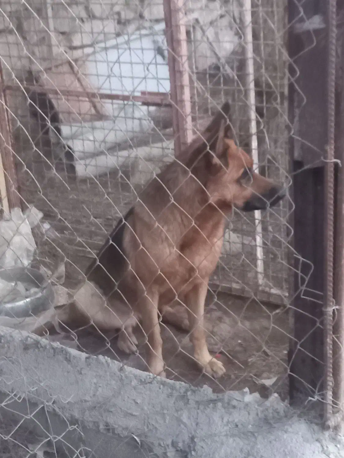 سگ ماده ژرمن شیپر کلاس A|سگ|اهواز, فدک|دیوار