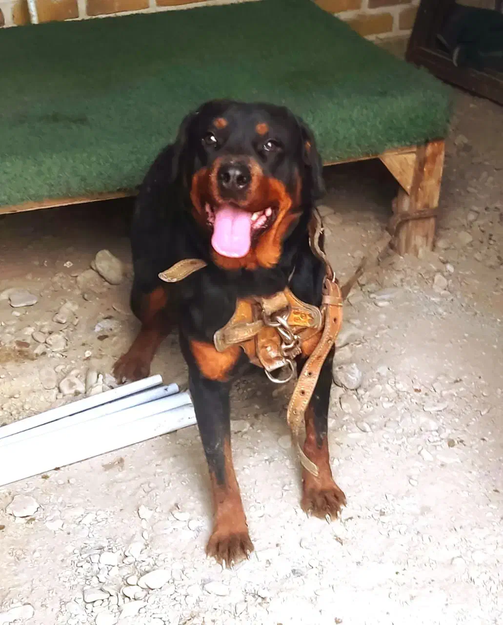 روتوایلر اصل ماده|سگ|فردیس, شهرک راه آهن|دیوار