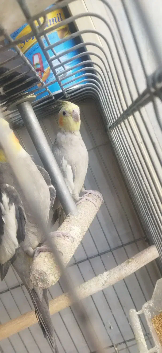 عروس هلندی|پرنده|صباشهر, |دیوار