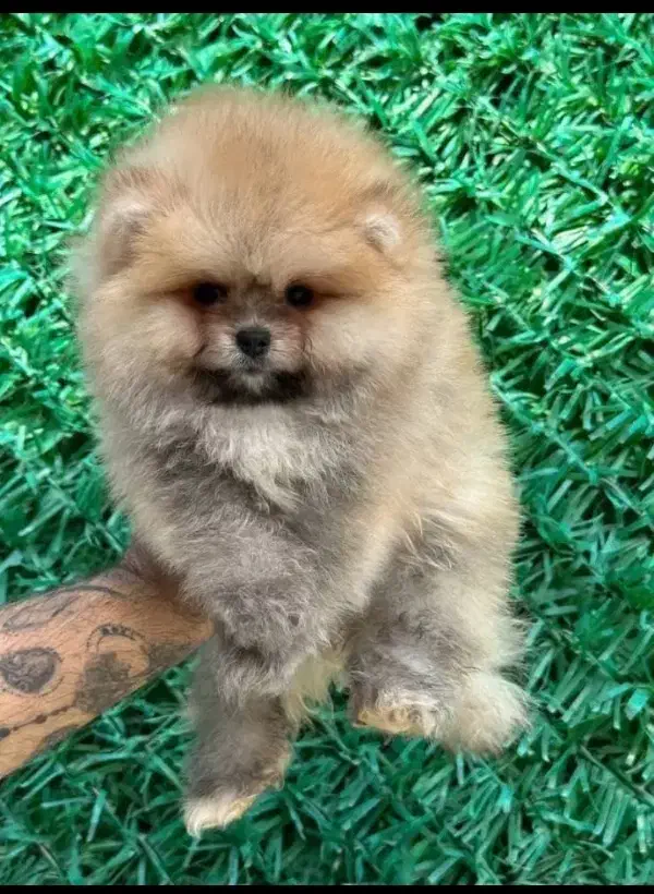 سگ پامر. با درصد وخط خونی بالا ضمانت کتبی|سگ|مشهد, وکیلآباد|دیوار