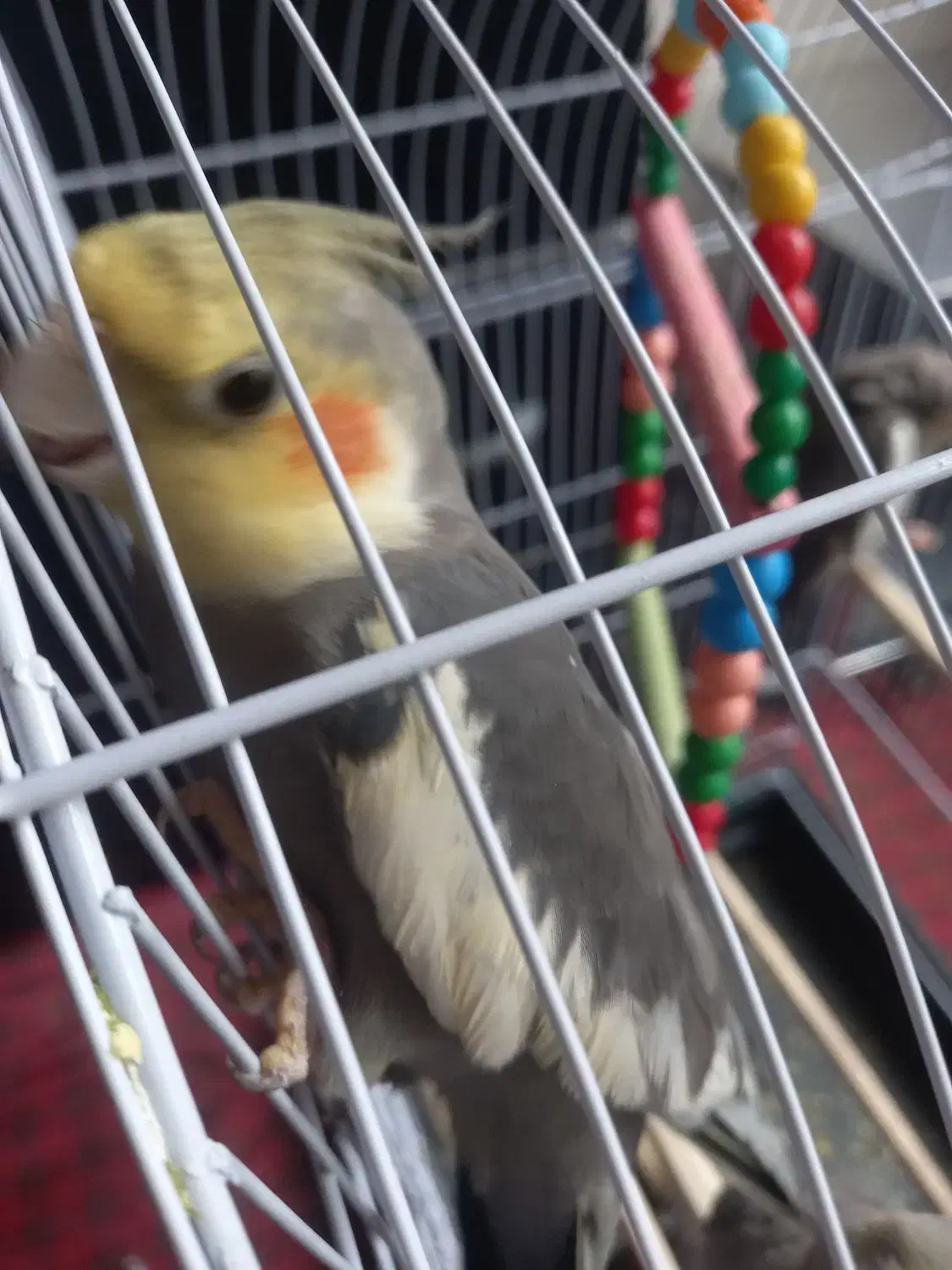 عروس هلندی|پرنده|تربت جام, مسکن مهر|دیوار