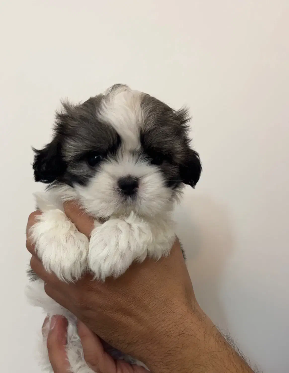 سگ شیتزو سوپرفلت|سگ|ساری, |دیوار