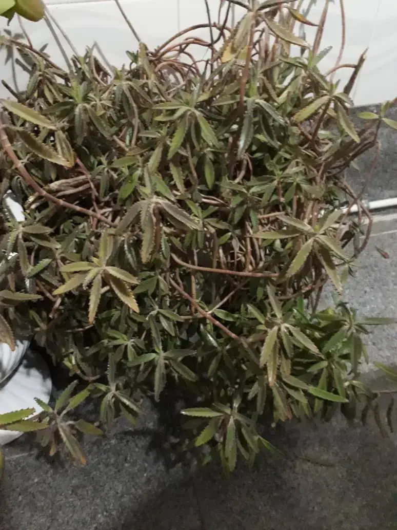 درب چوبی و دار قالی تابلو فرش|حراج|اسدآباد, |دیوار