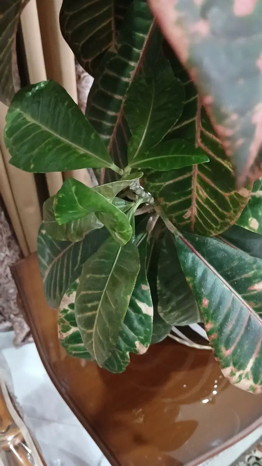 گل و گلدان|گل و گیاه طبیعی|تهران, باغ خزانه|دیوار