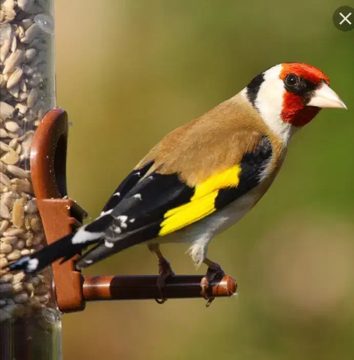 سهره|پرنده|یزد, |دیوار