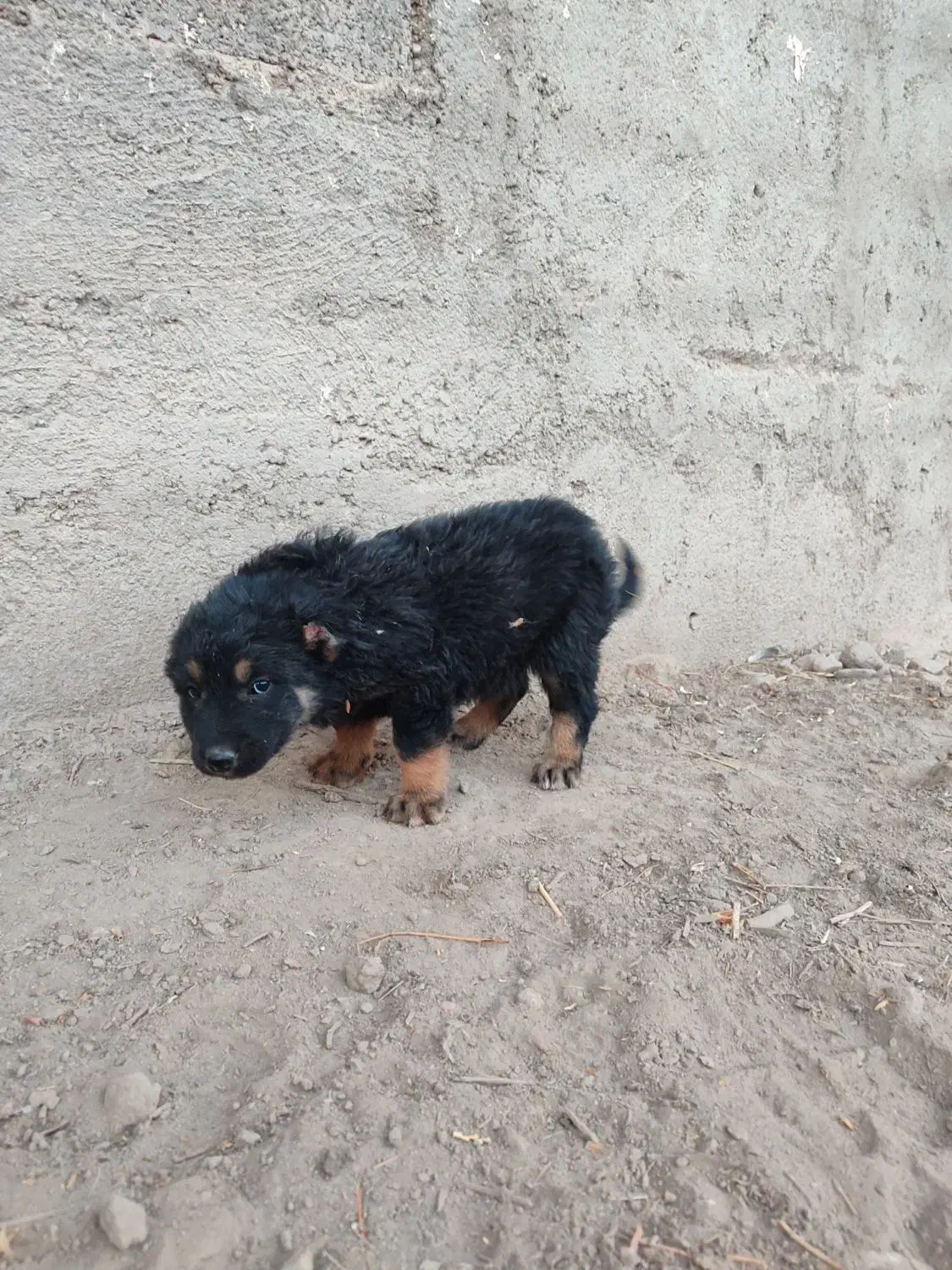 واگذاری یه جفت توله نر و ماده|سگ|سراب, |دیوار