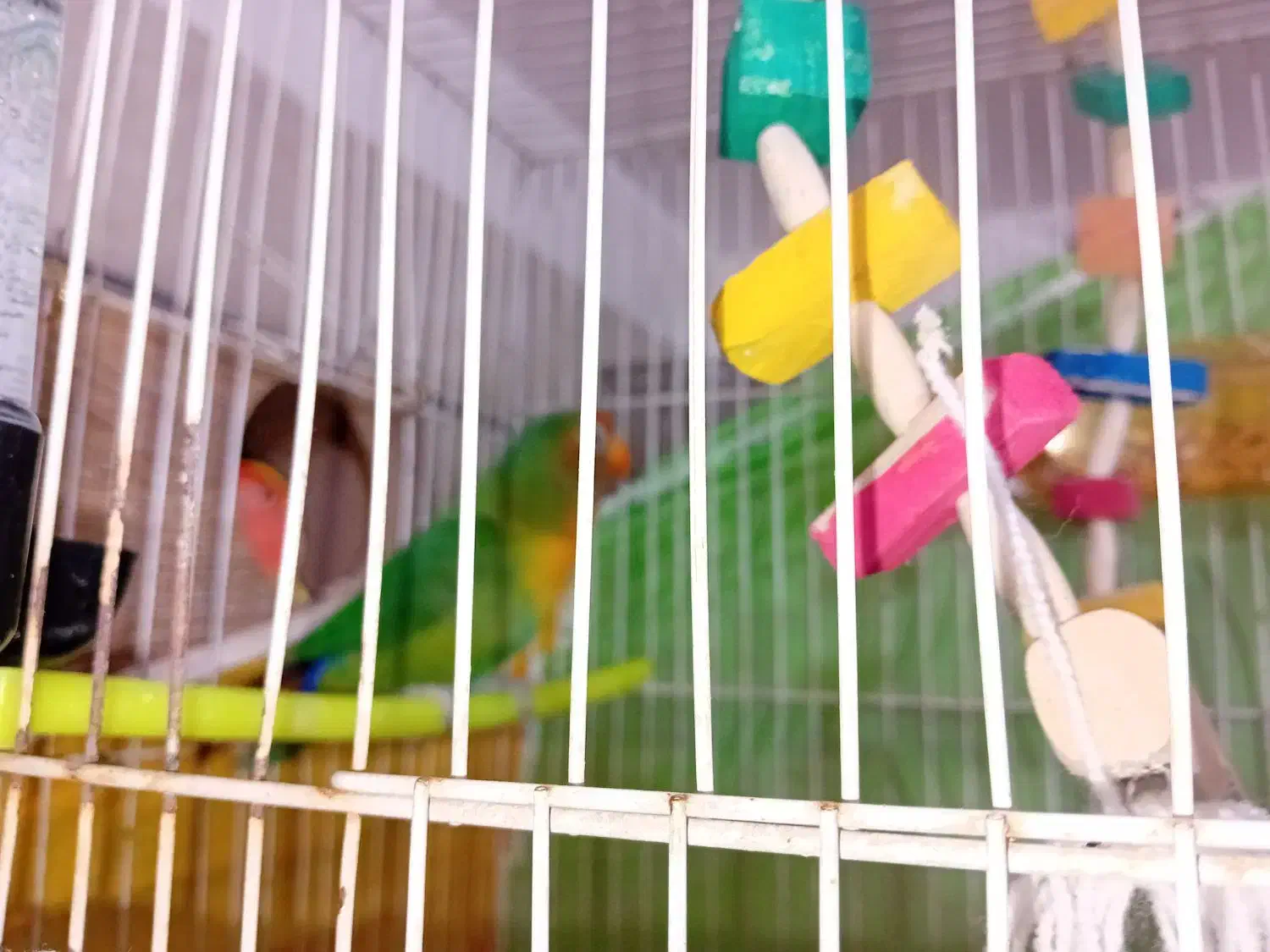 کوتوله مولد|پرنده|مشهد, طبرسی شمالی|دیوار