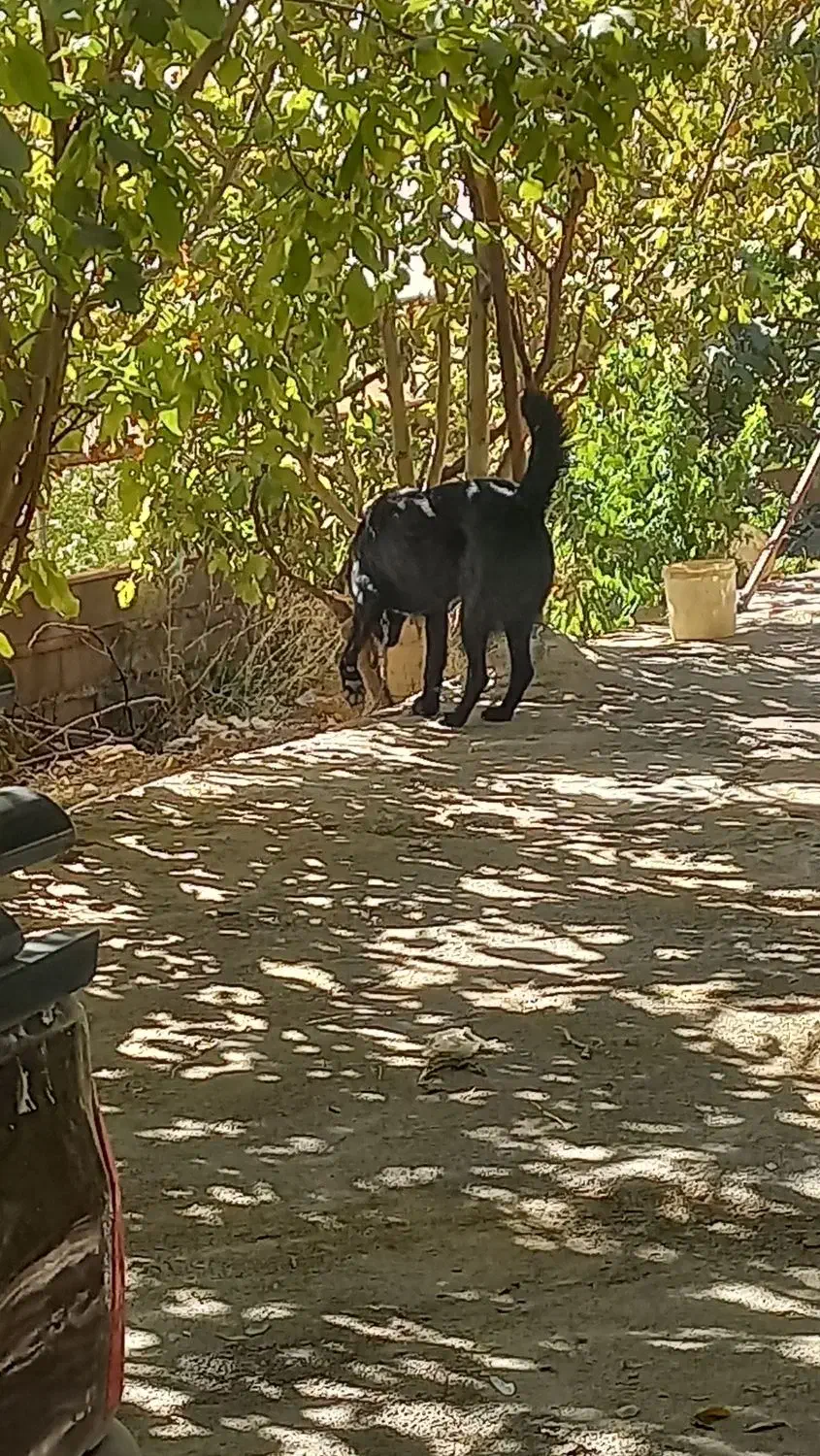 سگ درجه یک|سگ|محلات, |دیوار