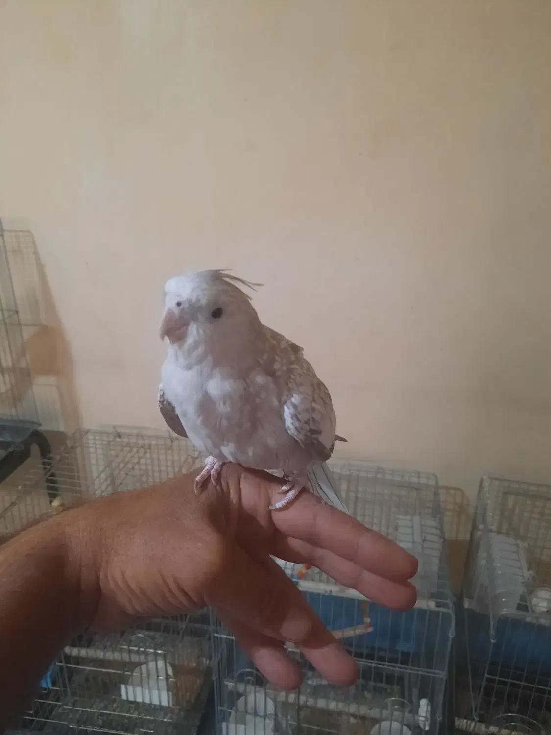 جفت مولده کارداده وتضمینی|پرنده|فردوسیه, |دیوار