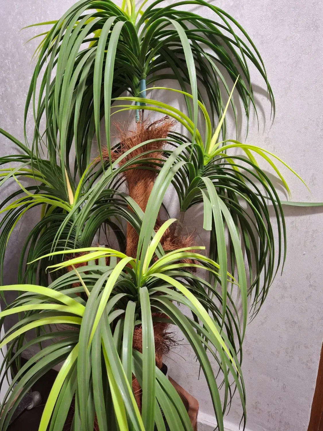 ی عدد درختچه نخل 7 شاخه با گلدان|گل مصنوعی|شوشتر, |دیوار