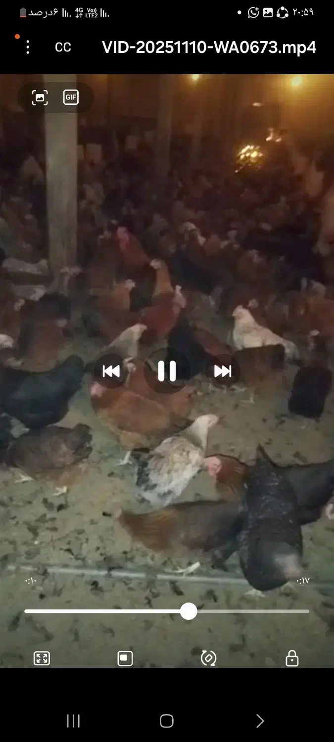 ۹۰۰ عدد مرغ تخمگذار وزن ۲ کیلو|حیوانات مزرعه|رشت, فلسطین|دیوار