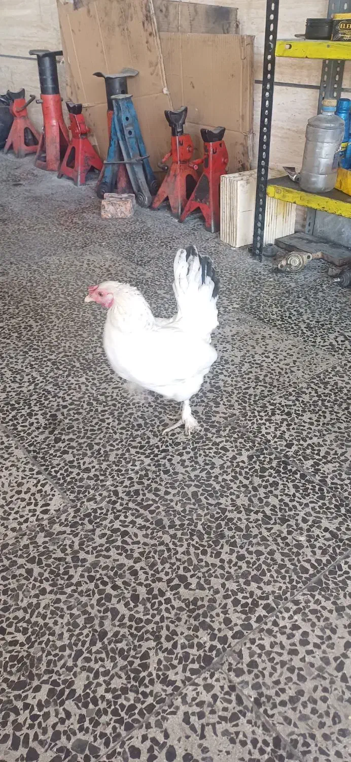 خروس و مرغ نژاد دار ۴تا جوجه پاپر مینیاتوری|حیوانات مزرعه|شهریار, شهرک مصطفی خمینی|دیوار