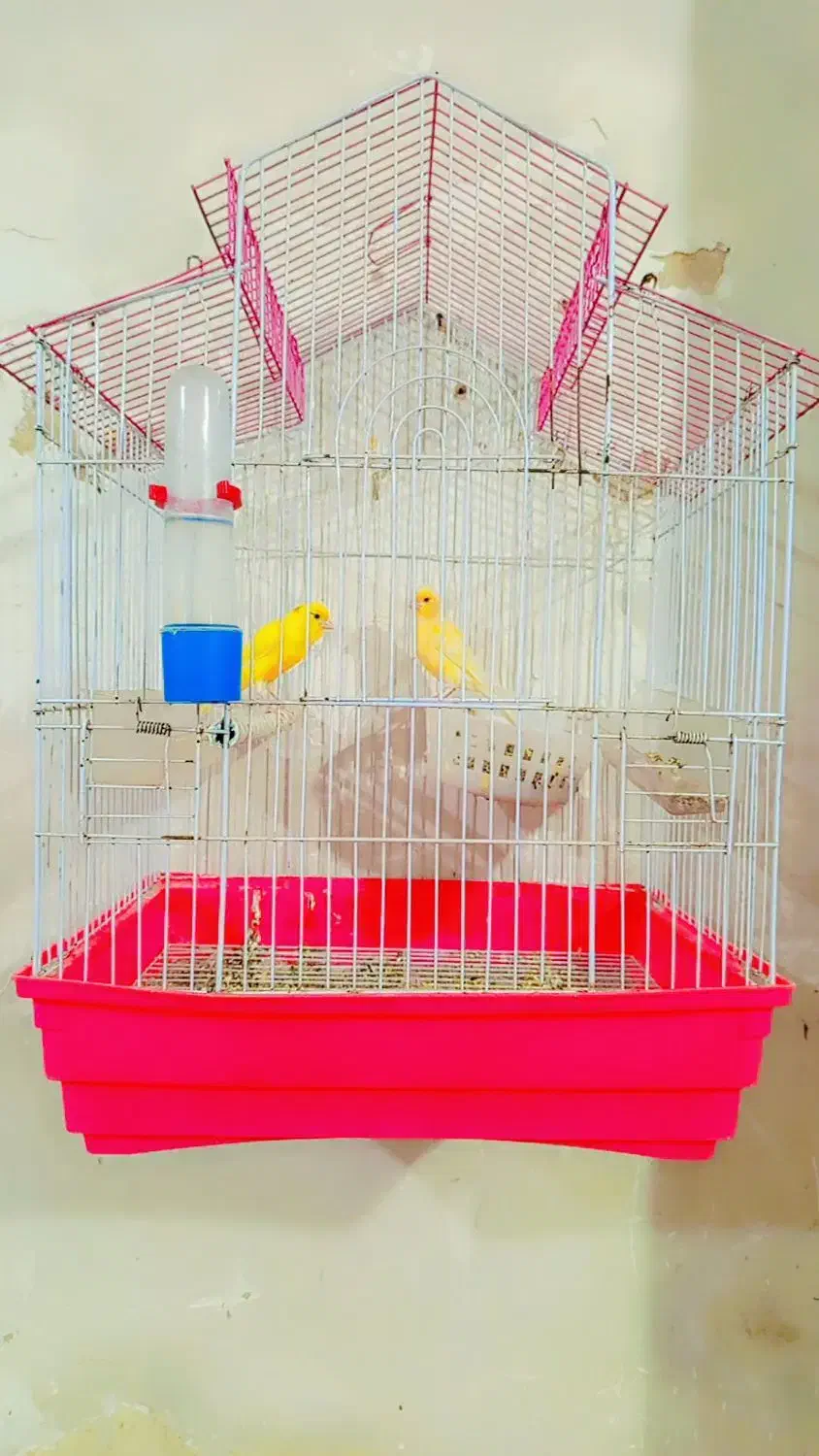 گتوند|پرنده|گتوند, |دیوار