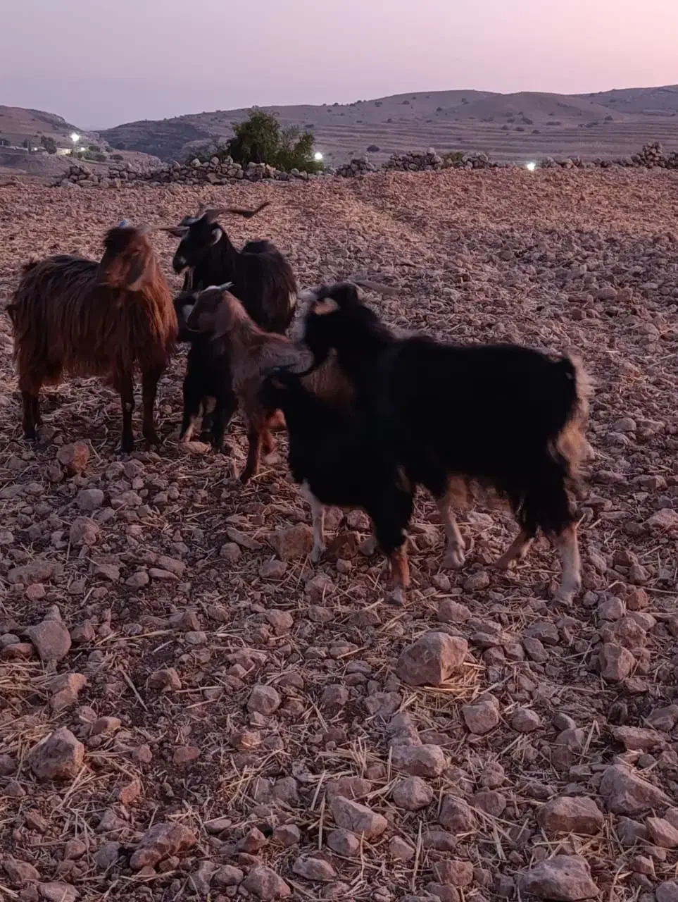 بز و بی|حیوانات مزرعه|اندیمشک, |دیوار