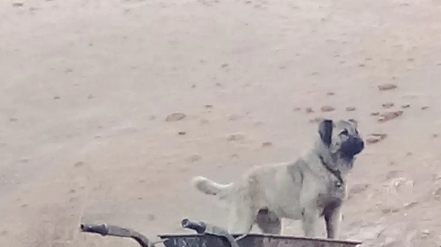 سگ سرابی|سگ|کرفتو, |دیوار