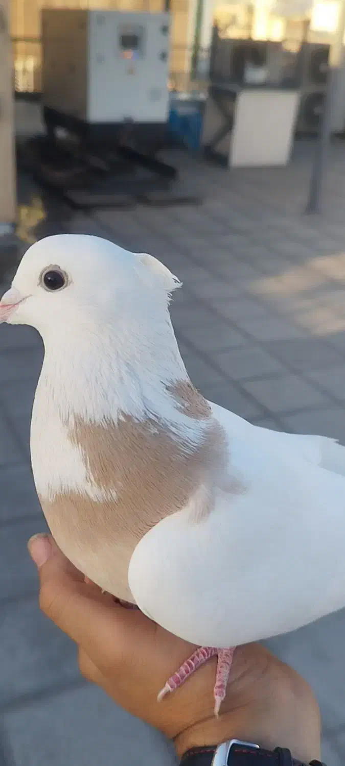 کفتر طوقی|پرنده|تهران, نجات اللهی|دیوار