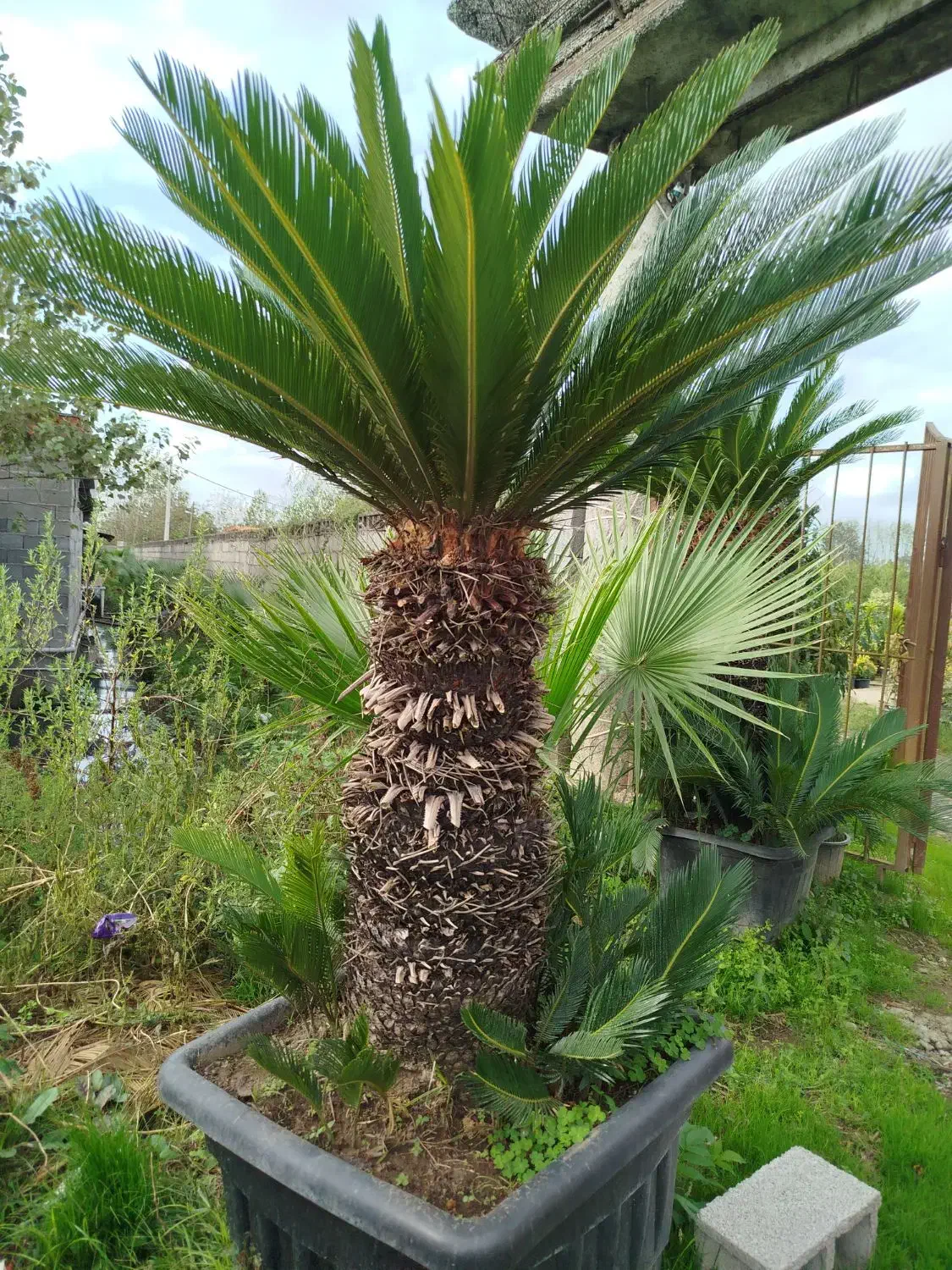 گل سیکاس ریشه کاملا پرس|گل و گیاه طبیعی|خمام, |دیوار