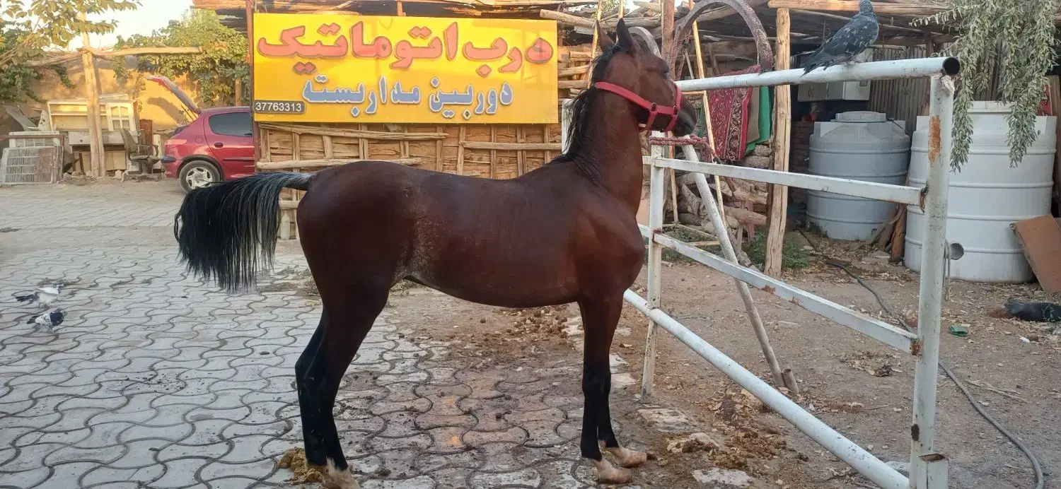 2عدداسب زیبااصیل کامل چک معتبر به بالاترین پیشنهاد|اسب و تجهیزات اسبسواری|اصفهان, باغ دریاچه|دیوار