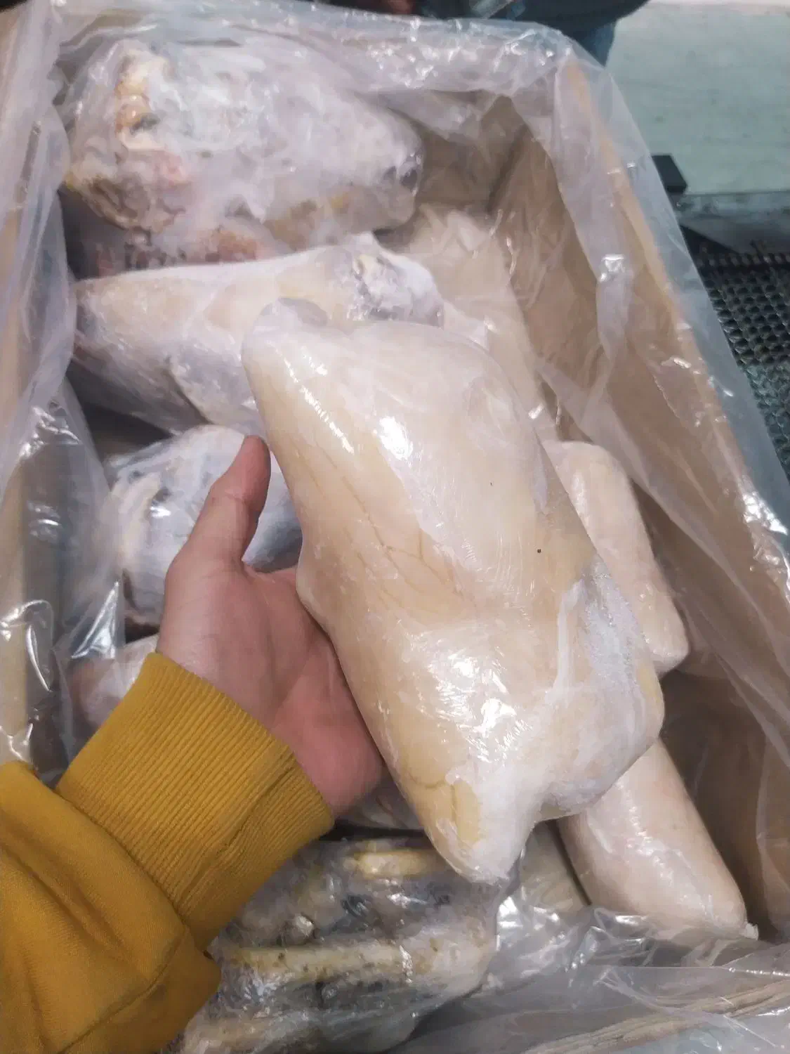 کله پاچه|خوردنی و آشامیدنی|مرودشت, ژیان|دیوار