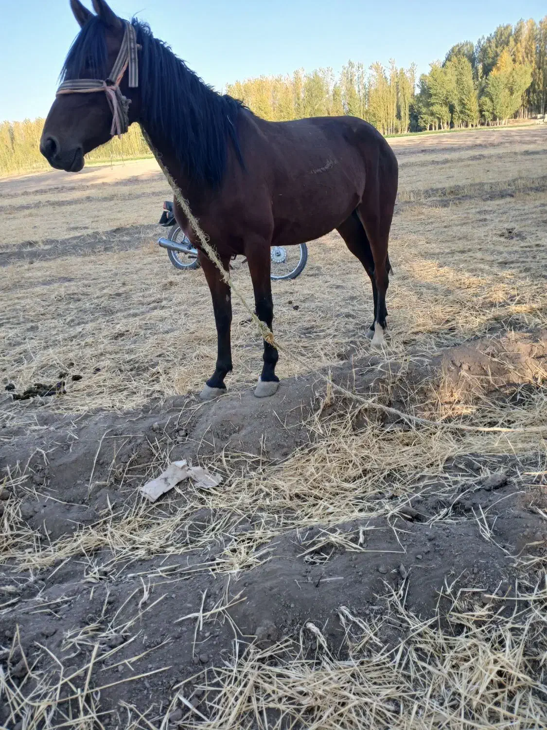 اسب قدم|اسب و تجهیزات اسب‌سواری|سراب, |دیوار