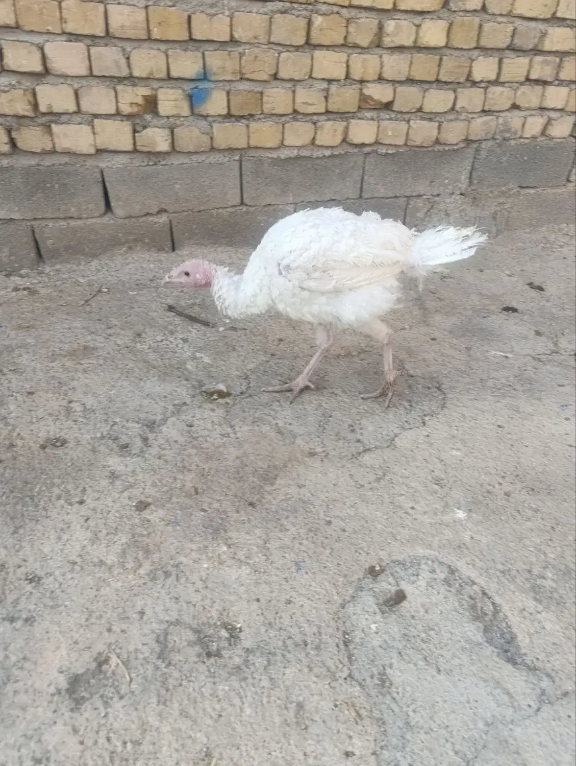 بوقلمون پرورشی|حیوانات مزرعه|الشتر, |دیوار