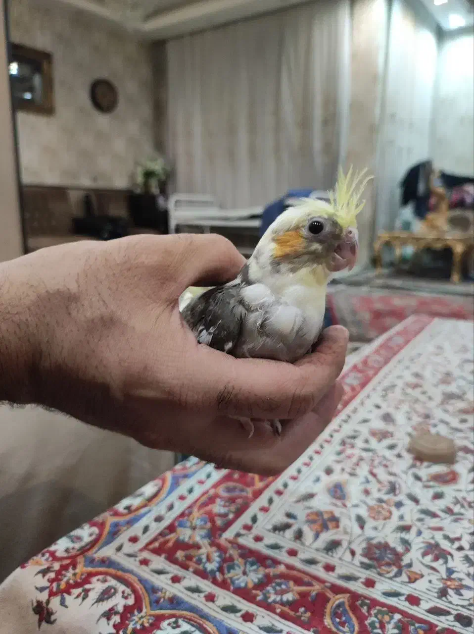 جوجه عروس هلندی لوتینو دوکت|پرنده|پیشوا, |دیوار