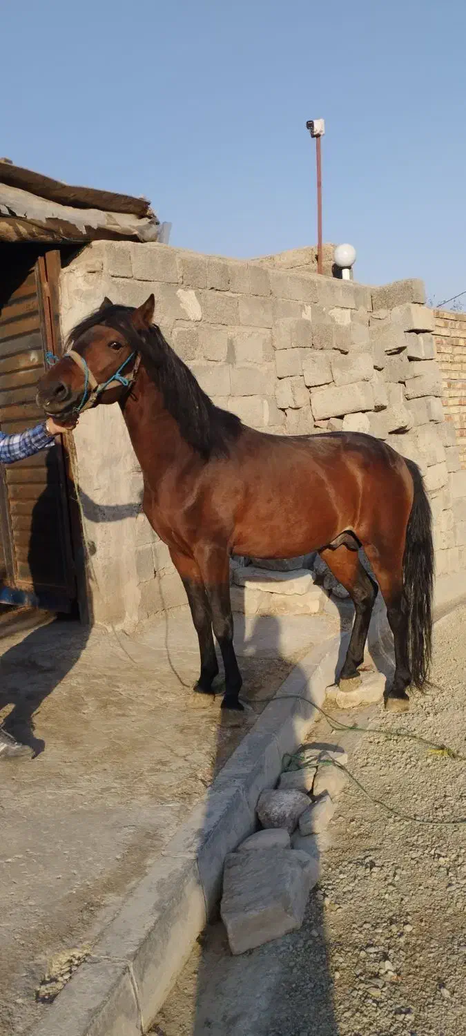 اسب نر|اسب و تجهیزات اسب‌سواری|ارومیه, |دیوار