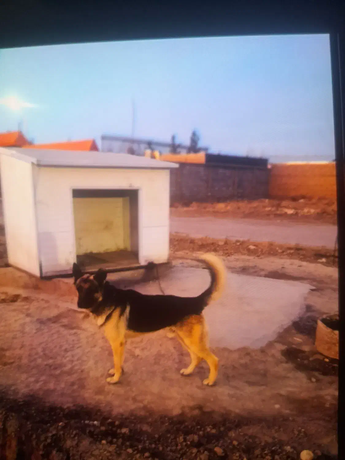 سگ ژرمن بلک|سگ|مشهد, کلاته برفی|دیوار