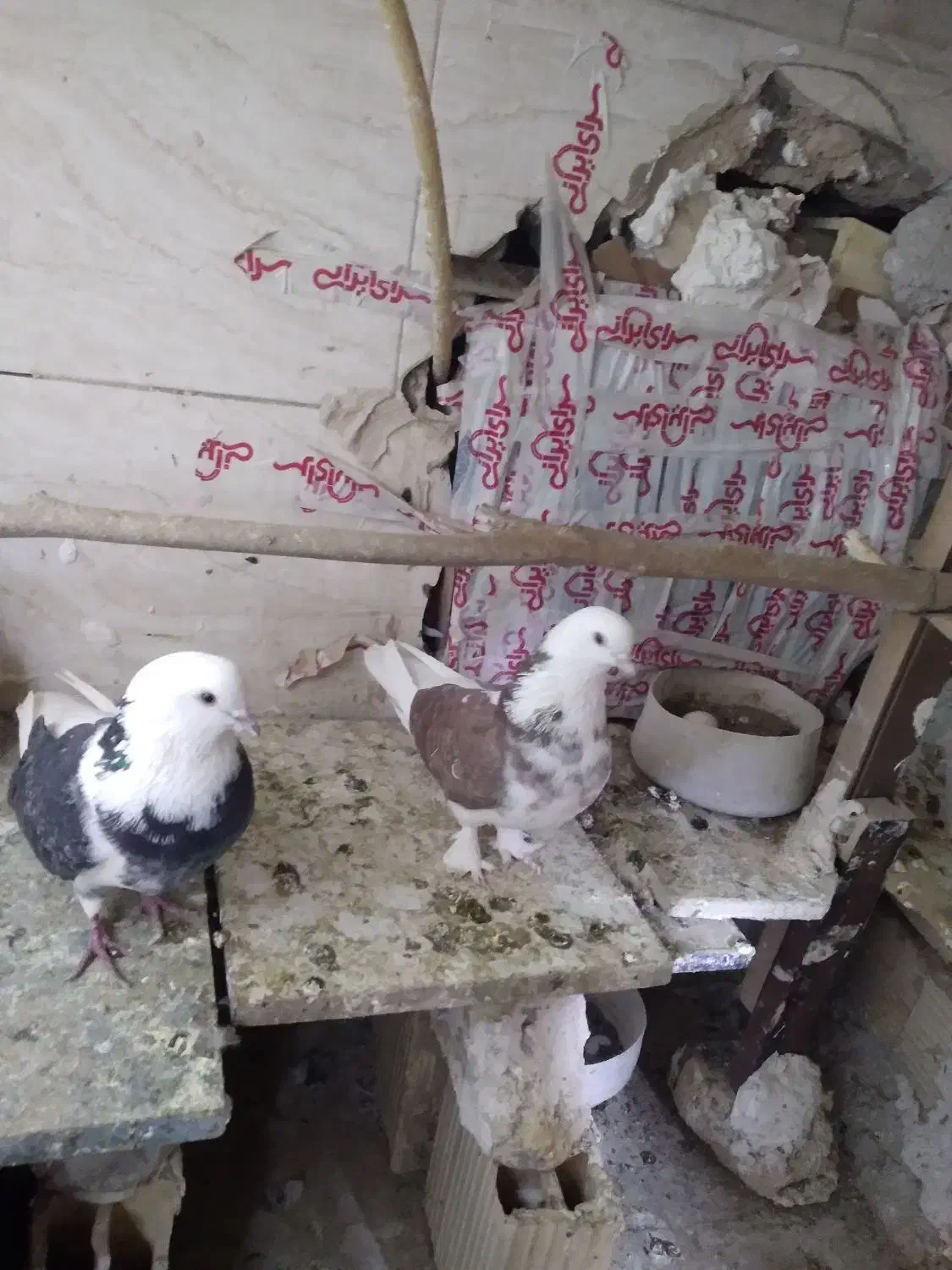 کفتر  فروشی|پرنده|قم, علی آباد سعدگان|دیوار