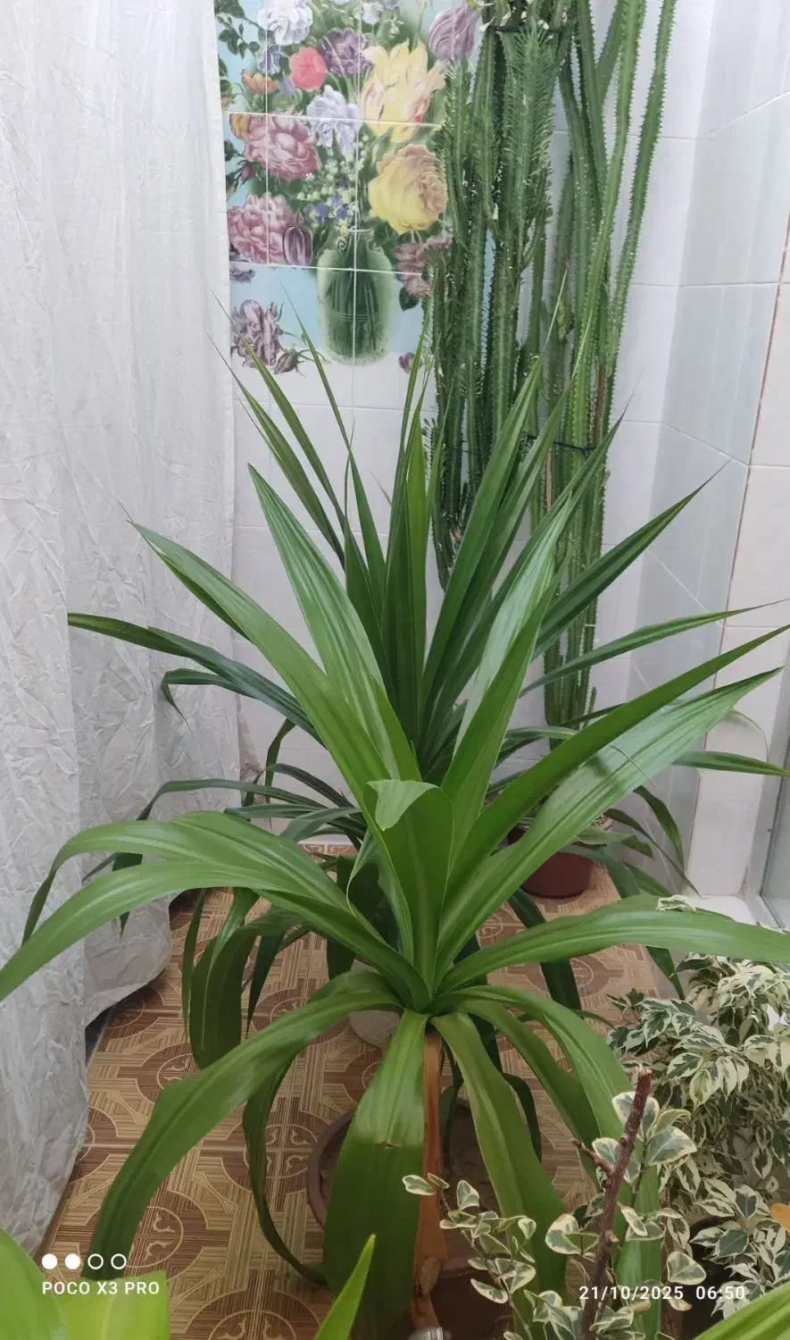 گل وگیاه|گل و گیاه طبیعی|خانمیرزا, |دیوار