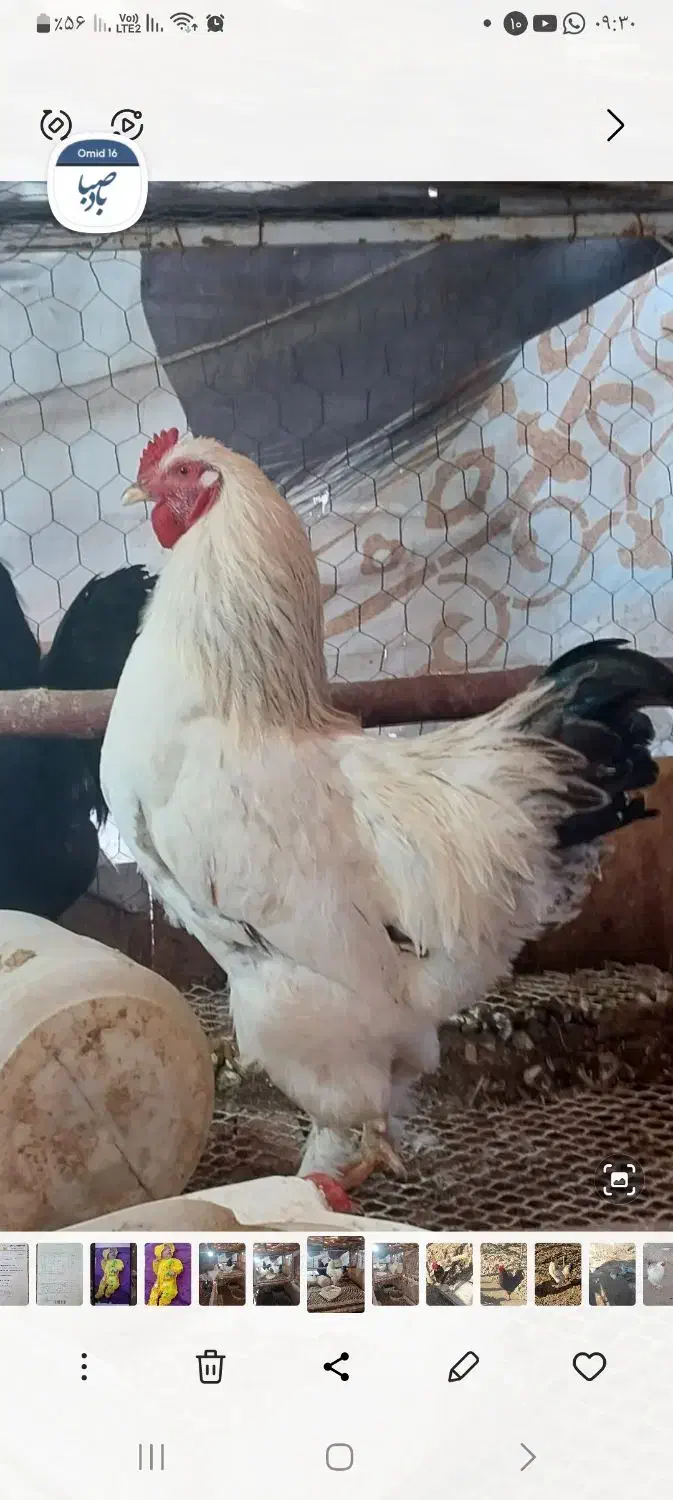 خروس|حیوانات مزرعه|اصفهان, عاشق‌آباد|دیوار