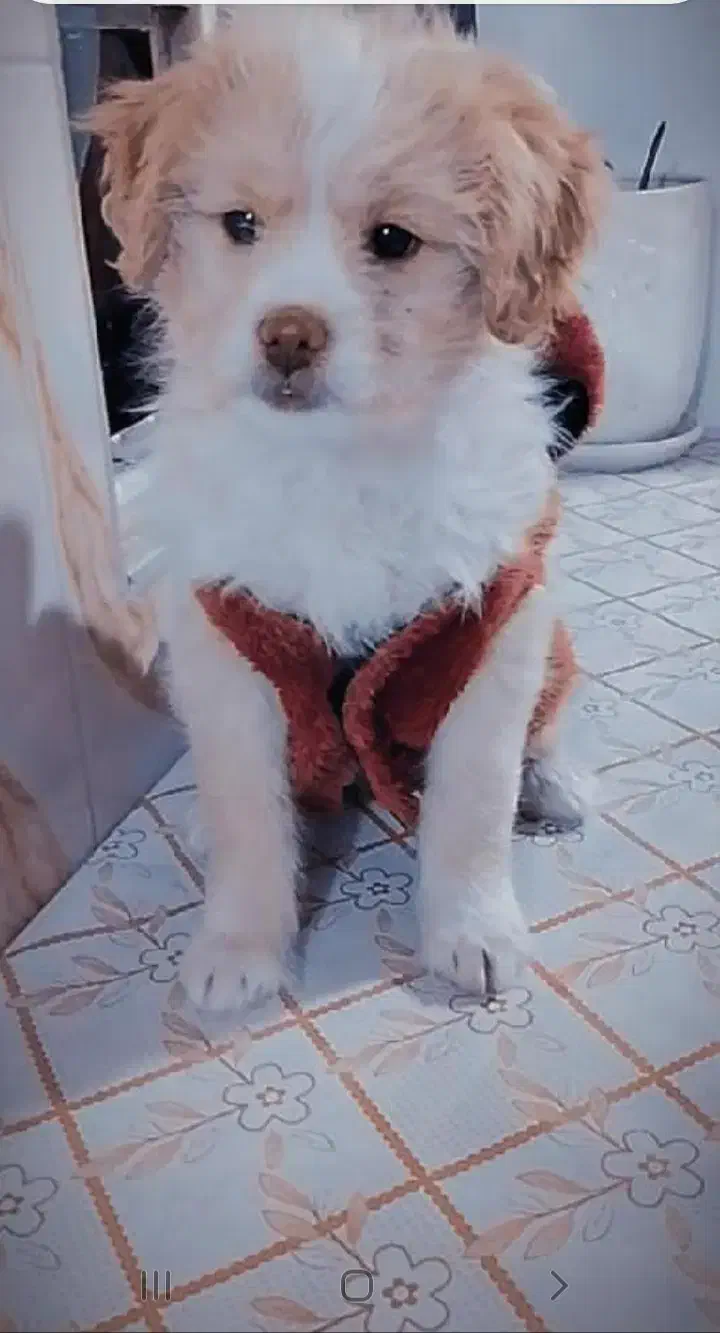 سگ نژاد اشپیتز گوش افتاده|سگ|کرمانشاه, |دیوار