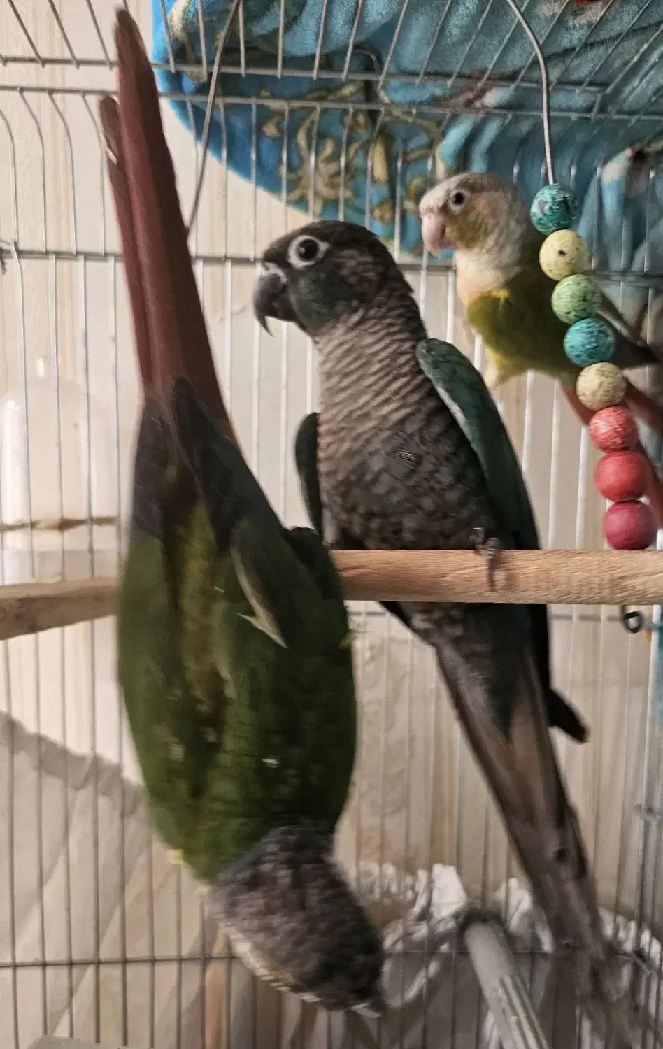 پرنده|پرنده|تهران, خواجه نصیر طوسی|دیوار