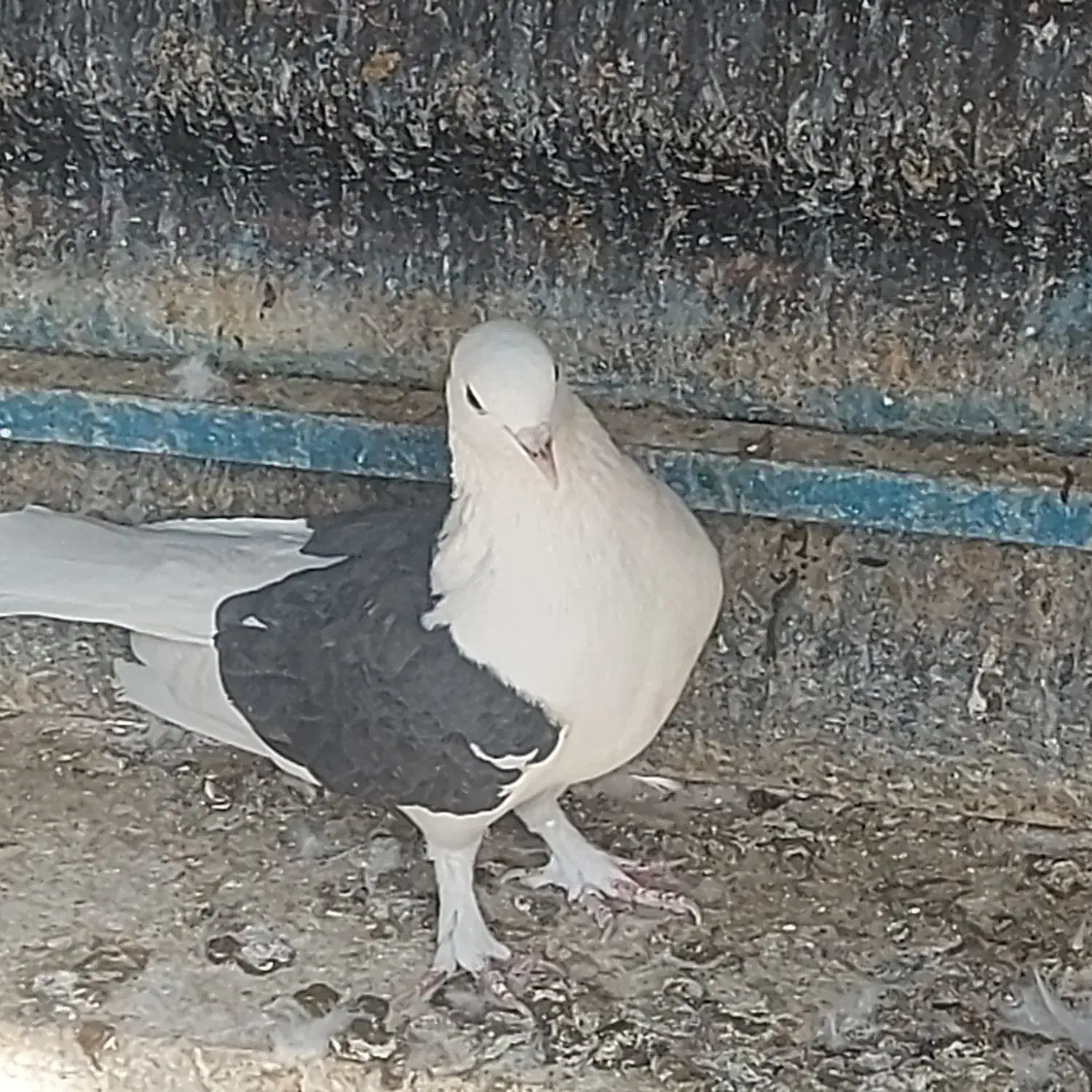 کفتر فروشی|پرنده|تهران, گرگان|دیوار