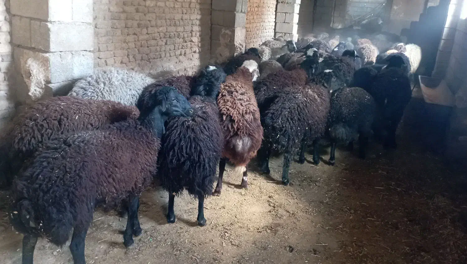 بره پرواری|حیوانات مزرعه|قره چای, |دیوار