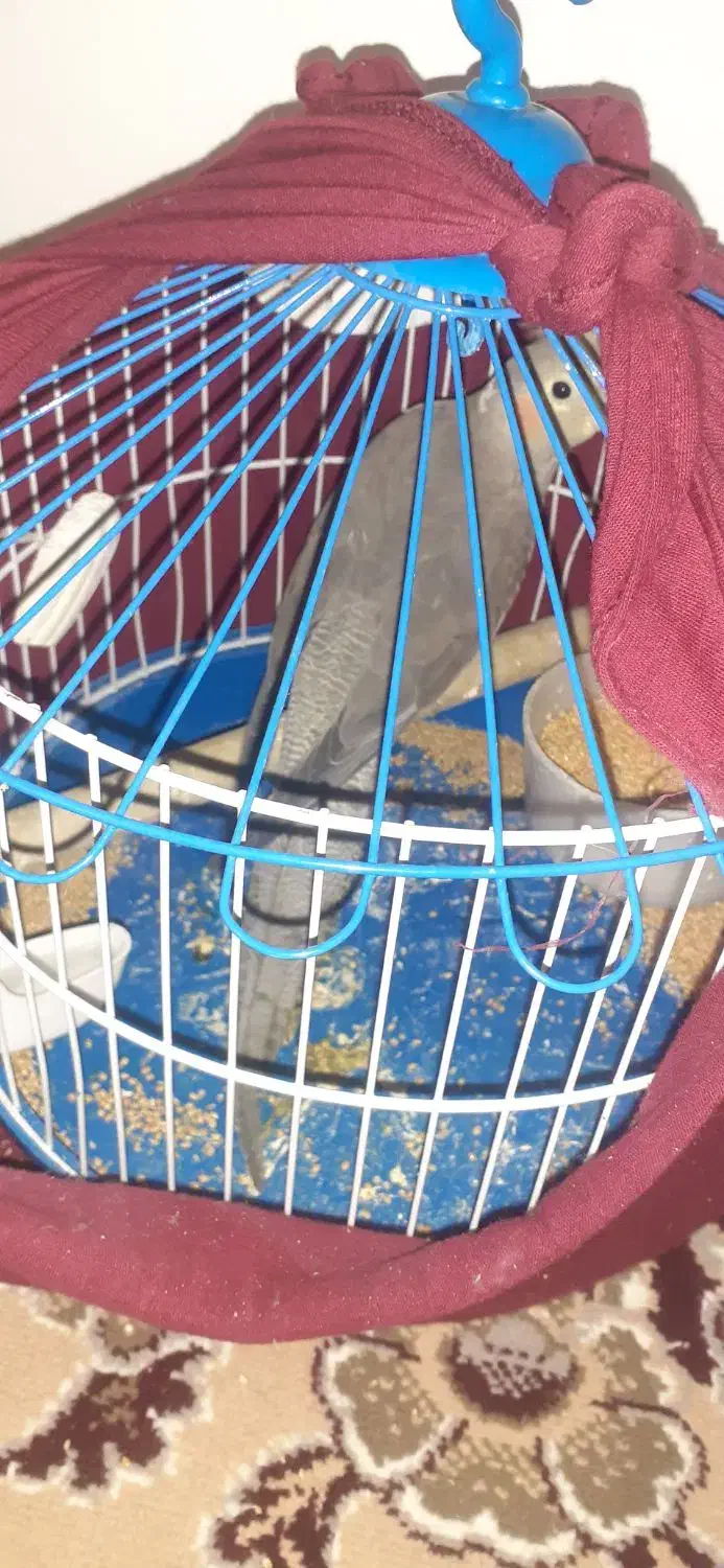 عروس طوطی|پرنده|قزوین, |دیوار