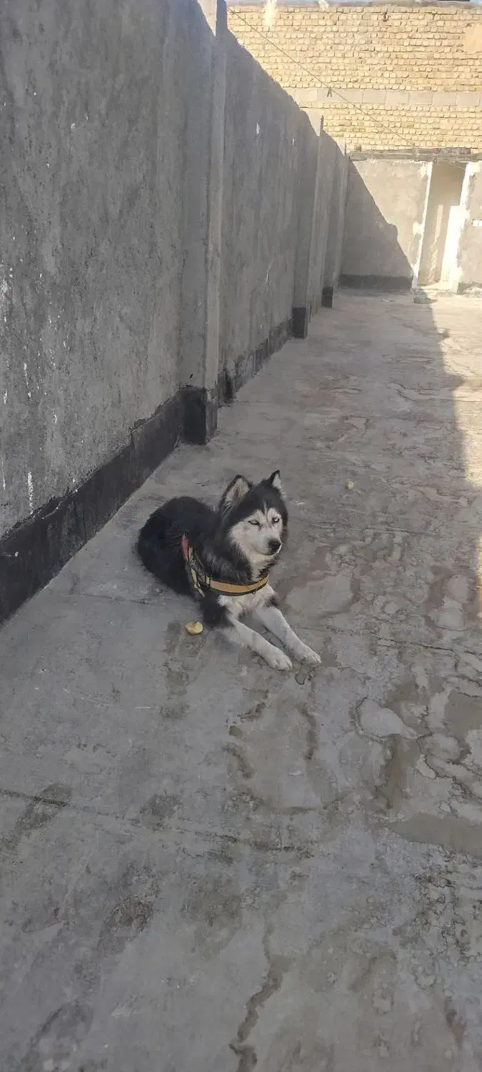 هاسکی اصیل|سگ|مشهد, طبرسی شمالی|دیوار