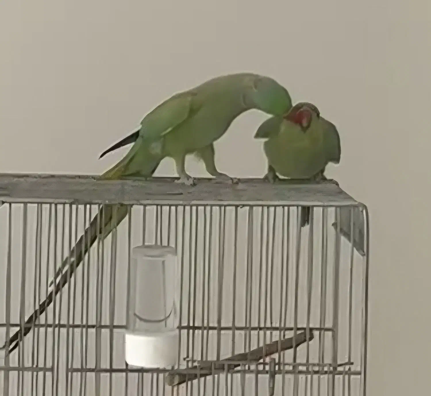 طوطی ملنگو و خورشیدی مولد|پرنده|شهرکرد, |دیوار