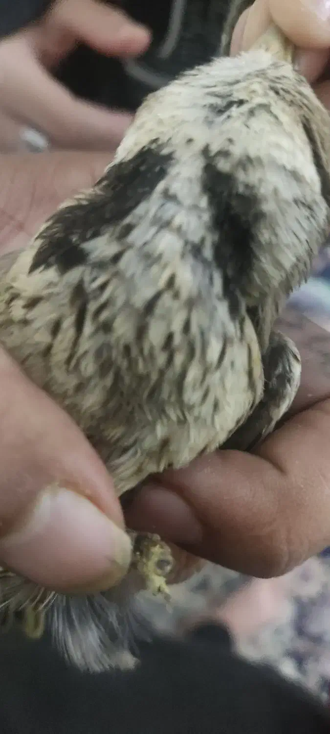 سهره|پرنده|بروجرد, |دیوار