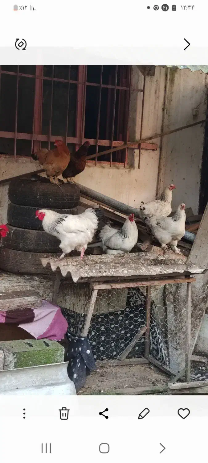 تخم نطفه دار برهما|حیوانات مزرعه|سنگر, |دیوار